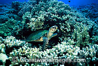 Hawksbill Sea Turtle Photo - David Fleetham