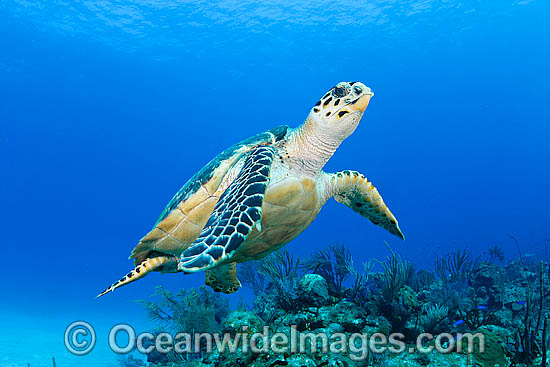 Hawksbill Sea Turtle swimming photo Hawksbill Sea Turtle swimming photo