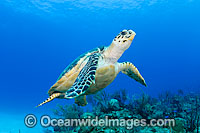 Hawksbill Sea Turtle swimming Photo - David Fleetham