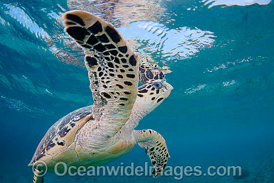Hawksbill Sea Turtle swimming photo Hawksbill Sea Turtle swimming photo