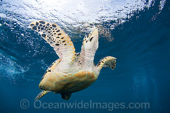 Hawksbill Sea Turtle underwater photo Hawksbill Sea Turtle underwater photo