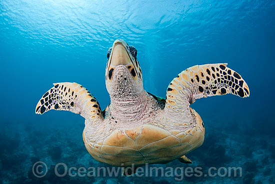 Hawksbill Sea Turtle photo Hawksbill Sea Turtle photo