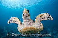 Hawksbill Sea Turtle Photo - David Fleetham