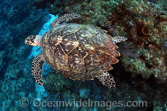 Hawksbill Sea Turtle photo Hawksbill Sea Turtle photo