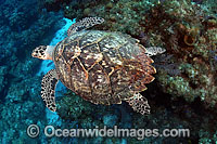 Hawksbill Sea Turtle Photo - David Fleetham