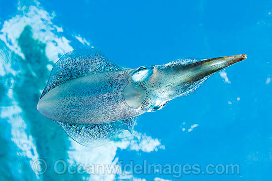 Caribbean Reef Squid photo