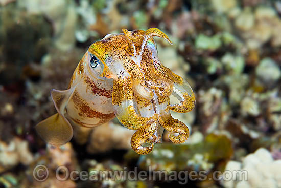 Bigfin Reef Squid Sepioteuthis lessoniana photo