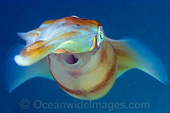 Bigfin Reef Squid photo