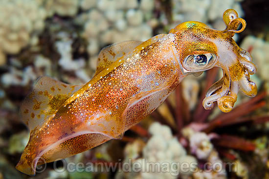 Bigfin Reef Squid Sepioteuthis lessoniana photo