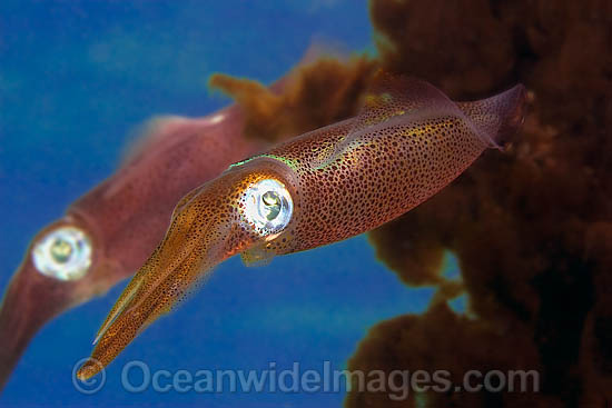 Bigfin Reef Squid Sepioteuthis lessoniana photo