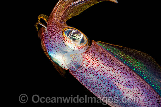 Bigfin Reef Squid photo Bigfin Reef Squid photo
