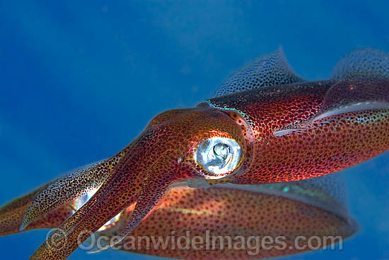 Bigfin Reef Squid Sepioteuthis lessoniana photo Bigfin Reef Squid Sepioteuthis lessoniana photo