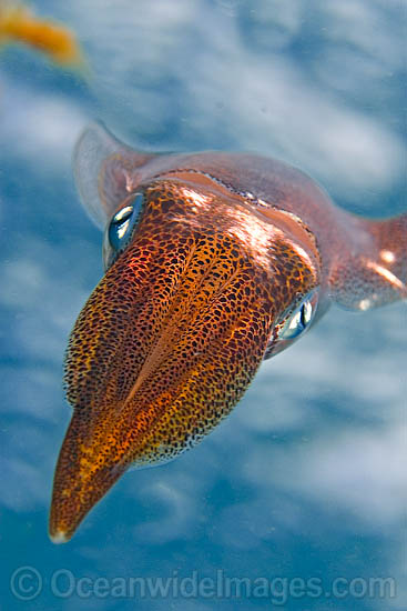 Bigfin Reef Squid photo Bigfin Reef Squid photo