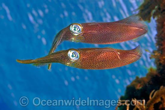 Bigfin Reef Squid Sepioteuthis lessoniana photo Bigfin Reef Squid Sepioteuthis lessoniana photo
