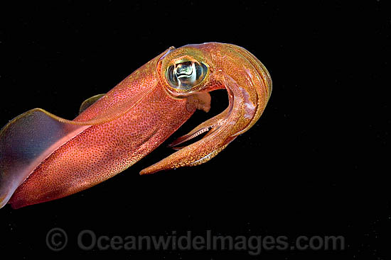 Bigfin Reef Squid Sepioteuthis lessoniana photo Bigfin Reef Squid Sepioteuthis lessoniana photo