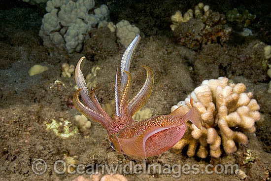 Bigfin Reef Squid photo Bigfin Reef Squid photo