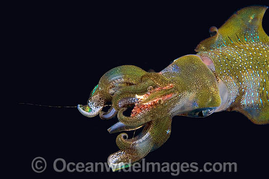 Bigfin Reef Squid Sepioteuthis lessoniana photo Bigfin Reef Squid Sepioteuthis lessoniana photo