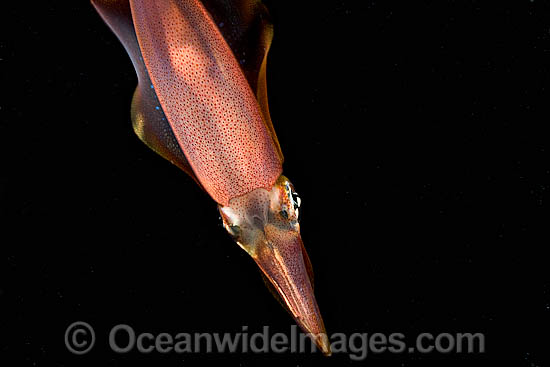 Bigfin Reef Squid photo Bigfin Reef Squid photo