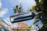 Message in a bottle Photo - David Fleetham