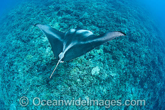Reef Manta Ray Manta alfredi photo