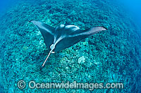 Reef Manta Ray Manta alfredi Photo - David Fleetham