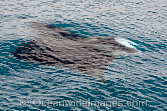 Manta Ray feeding on surface photo