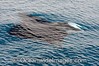 Manta Ray feeding on surface Photo - David Fleetham