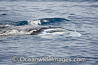 Manta Ray feeding on surface Photo - David Fleetham