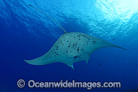 Manta Ray Manta birostris Photo - David Fleetham