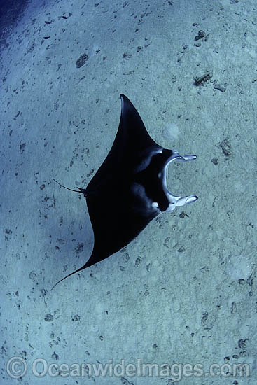 Manta Ray Manta birostris photo Manta Ray Manta birostris photo