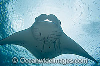 Manta Ray Manta birostris Photo - David Fleetham