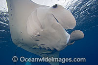 Manta Ray Photo - David Fleetham