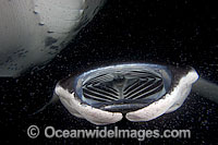 Manta Ray feeding on plankton Photo - David Fleetham