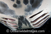 Manta Ray gill slits Photo - David Fleetham