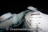 Manta Ray feeding on plankton Photo - David Fleetham