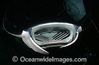 Manta Ray feeding on plankton Photo - David Fleetham