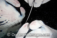 Manta Ray feeding on plankton Photo - David Fleetham