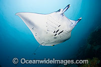 Manta Ray at cleaning station Photo - David Fleetham