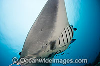 Manta Ray at cleaning station Photo - David Fleetham