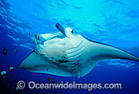 Manta Ray at cleaning station Photo - David Fleetham