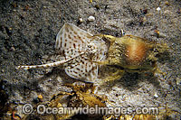 Thornback Ray beside egg casing Photo - David Fleetham