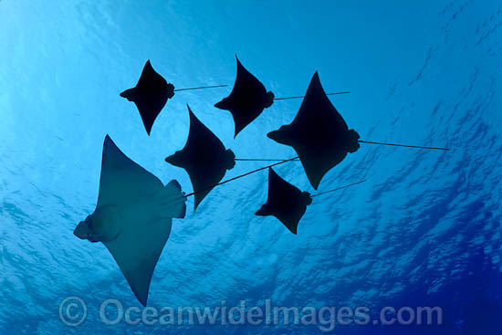 White-spotted Eagle Ray photo White-spotted Eagle Ray photo