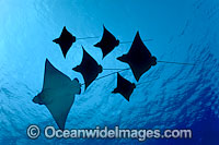 White-spotted Eagle Ray Photo - David Fleetham