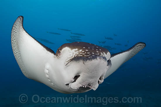 White-spotted Eagle Ray photo White-spotted Eagle Ray photo