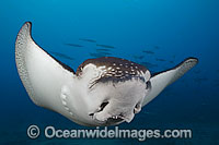White-spotted Eagle Ray Photo - David Fleetham