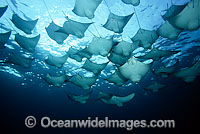 Pacific Cownose Rays Rhinoptera steindachneri Photo - David Fleetham