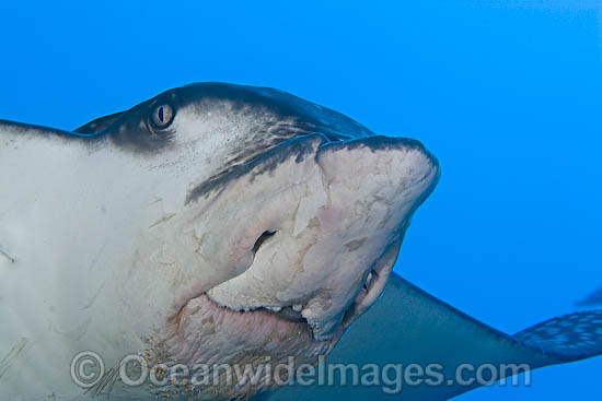 Spotted Eagle Ray mouth & eye photo Spotted Eagle Ray mouth & eye photo