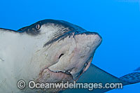 Spotted Eagle Ray mouth & eye Photo - David Fleetham