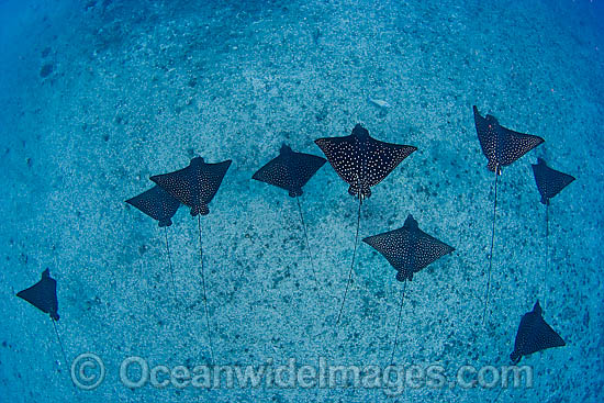 White-spotted Eagle Ray photo White-spotted Eagle Ray photo