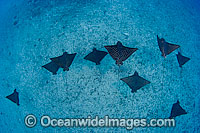 White-spotted Eagle Ray Photo - David Fleetham